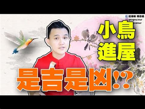 麻雀飛進家裡|【家裡飛進麻雀】家裡飛進麻雀！風水大解析，暗示了什麼美好的。